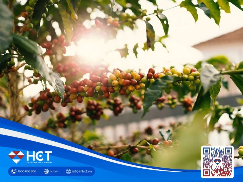 Giá cà phê trong nước ngày 06/02 bật tăng trở lại, Đắk Nông dẫn đầu thị trường