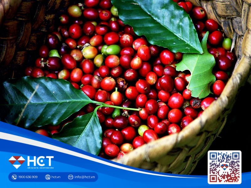 Giá cà phê trong nước ngày 09/02 phục hồi nhẹ, thị trường bước vào giai đoạn tái cân bằng