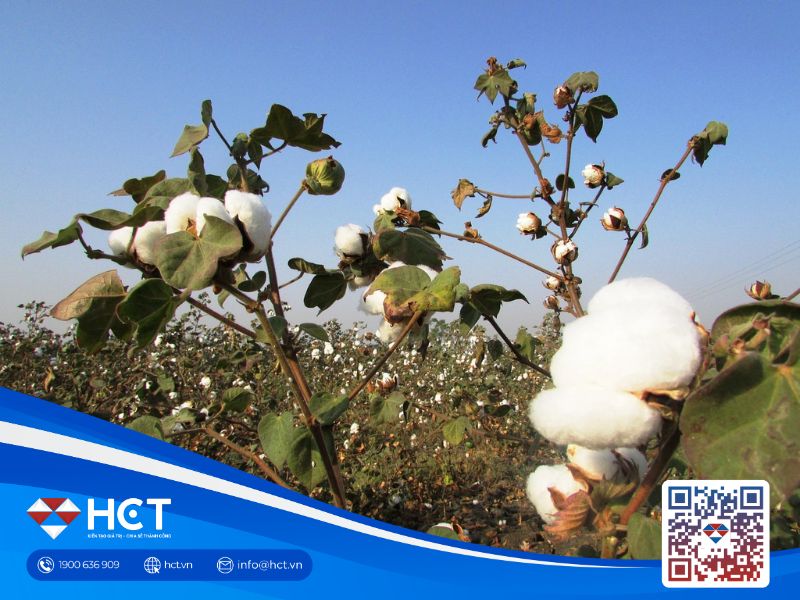 Thị trường nguyên liệu công nghiệp ngày 9/2: Bông chịu áp lực, ca cao ổn định, đường dư cung