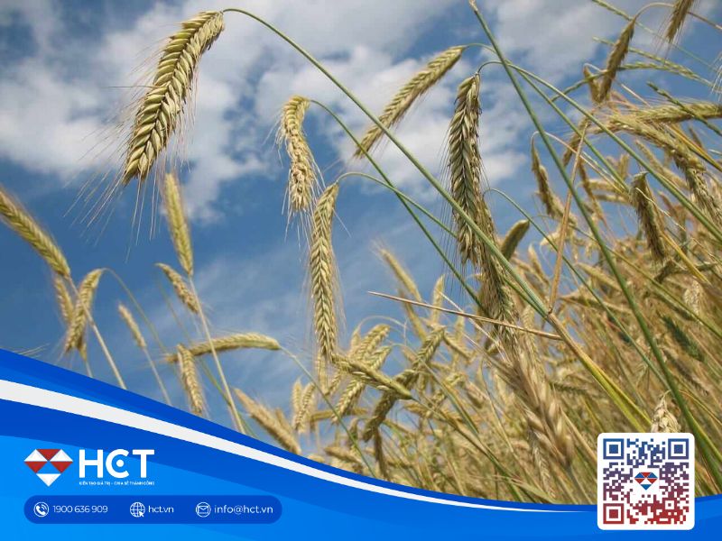 Ngày 10/2/2026: Lúa mì hạ áp lực bán, ngô – đậu tương phân hóa