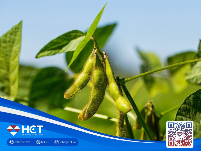 Thị trường nông sản 11/2/2026: Lúa mì đi ngang, đậu tương tăng, ngô giằng co