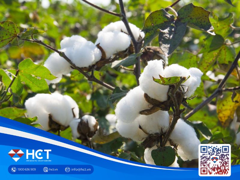 Thị trường nguyên liệu công nghiệp 13/2: Đường suy yếu, bông giữ ổn định