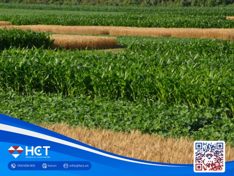 Diễn biến nông sản ngày 12/3: Đậu tương tăng nhờ năng lượng, lúa mì chịu áp lực