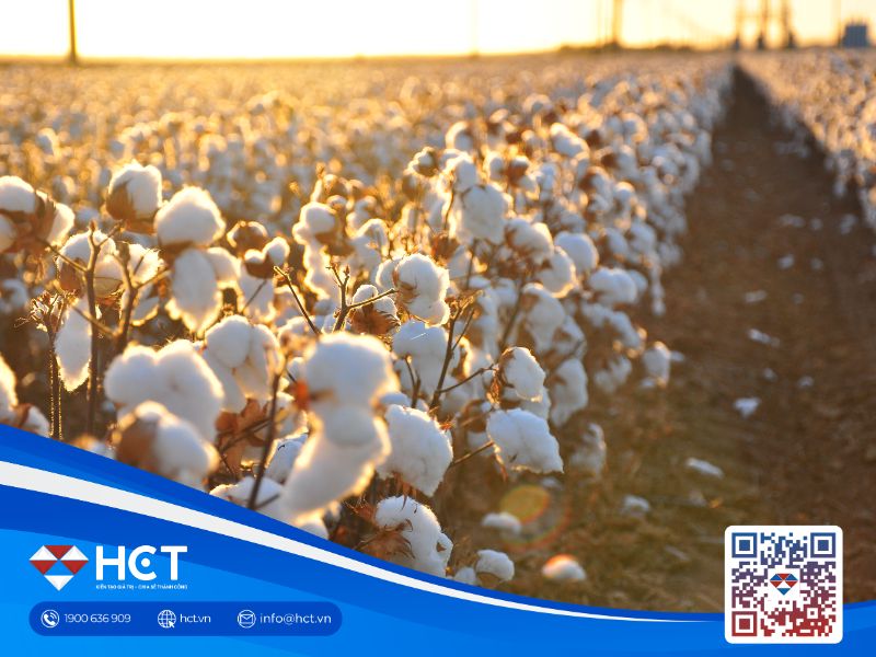 Bông, ca cao, đường ngày 12/3: Bông được hỗ trợ bởi giá dầu, ca cao phục hồi