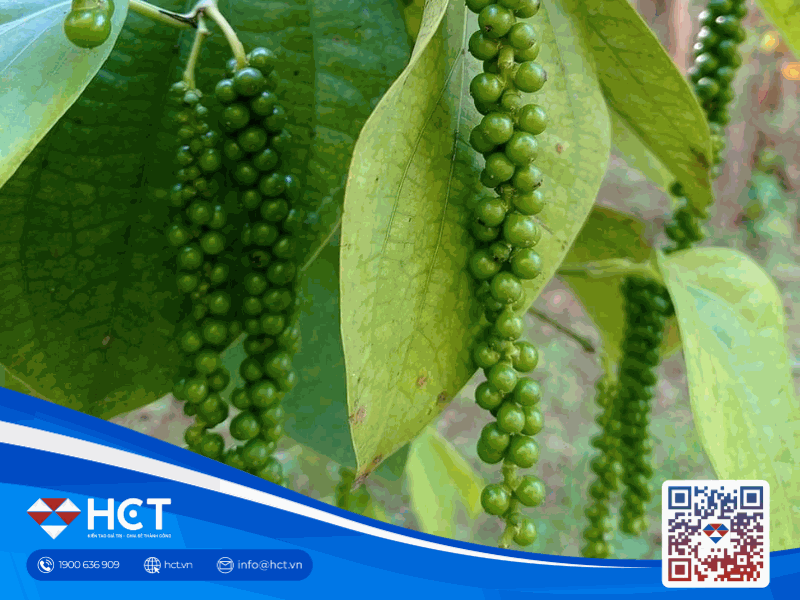 Giá tiêu 26/03: thị trường nội địa neo cao ổn định, thị trường Malaysia bứt phá mạnh mẽ