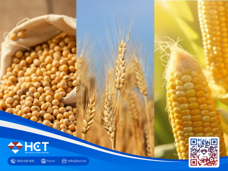 Thị trường nông sản 30/03: Hạn hán đe dọa lúa mì, diện tích ngô Mỹ dự báo giảm mạnh