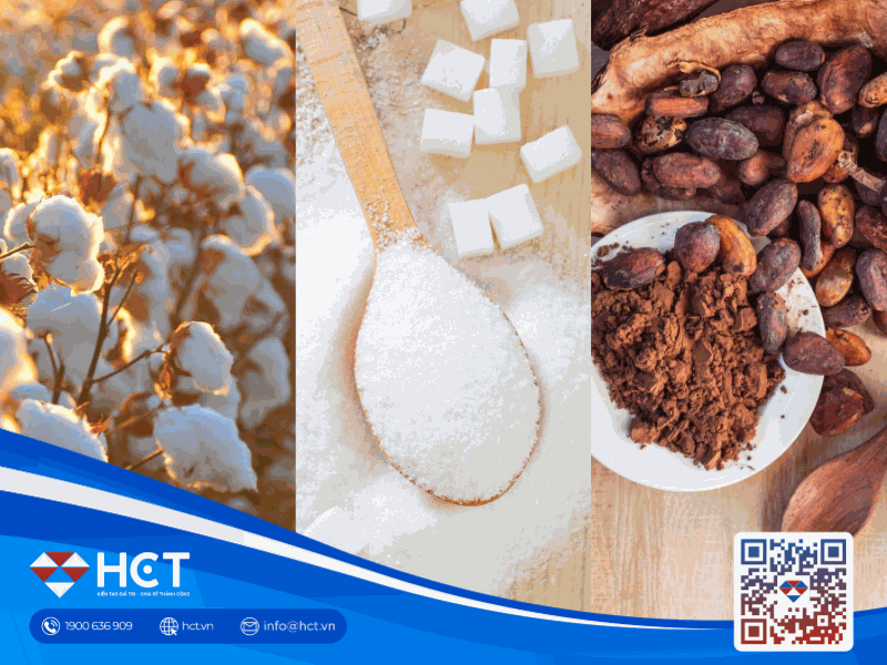 Nguyên liệu Công nghiệp 2/4: Nguồn cung bông tăng mạnh, thặng dư đường thu hẹp và nỗi lo tiêu thụ ca cao