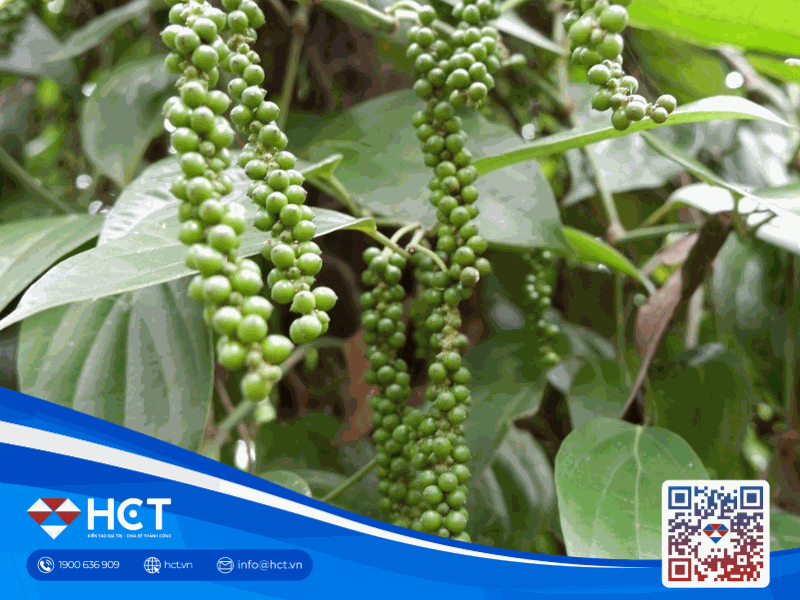 Giá tiêu hôm nay 8/4: Thị trường nội địa quay đầu, Indonesia tiếp tục đà giảm