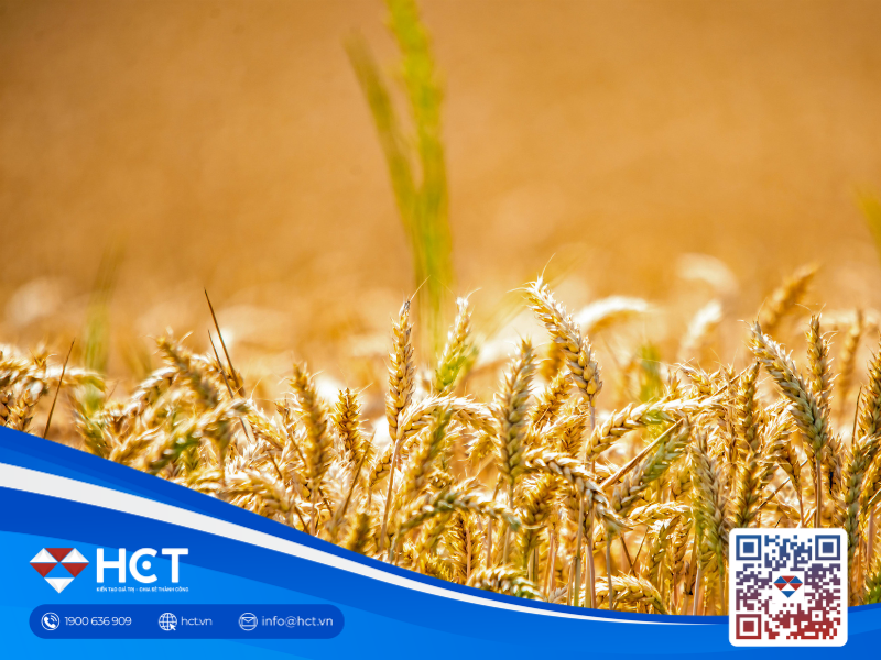 Nông sản 10/04: Tồn kho lúa mì thế giới tăng mạnh, ngô Argentina dự báo kỷ lục