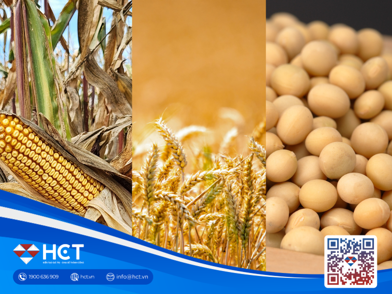 Nông sản 14/04: Lúa mì Mỹ giảm chất lượng, xuất khẩu ngô bứt phá mạnh mẽ