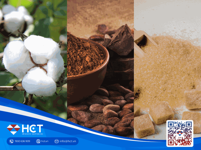 Giá Bông, Đường và Ca cao 15/4: Sức ép chi phí đầu vào và triển vọng mùa vụ tại Tây Phi