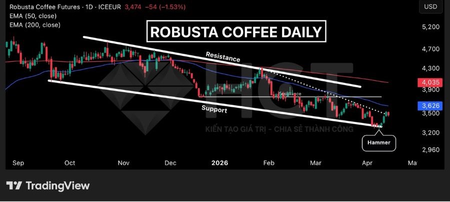 Cà phê Robusta phục hồi tích cực 