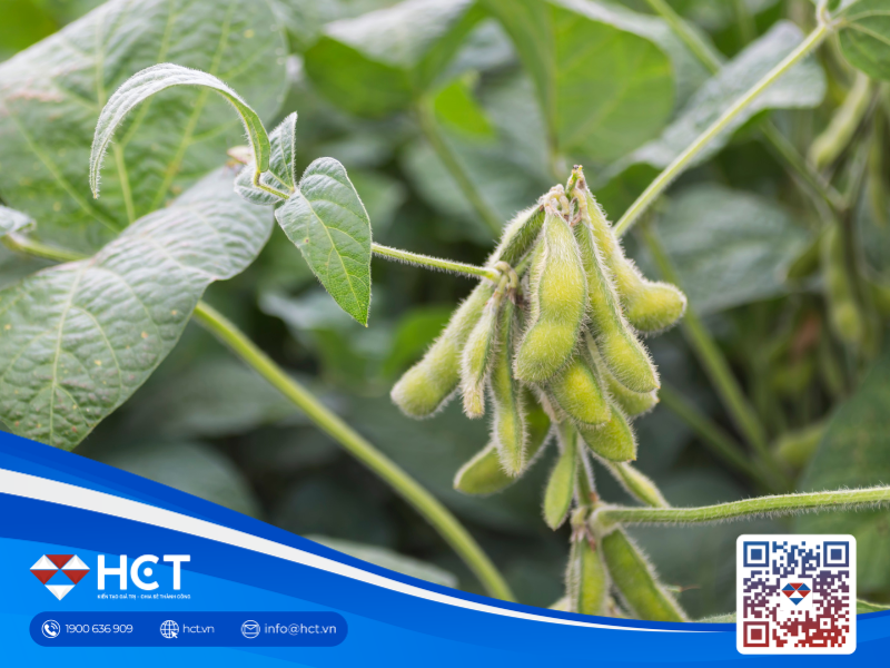 Nông sản 21/04: Lúa mì Mỹ sụt giảm chất lượng nghiêm trọng, vận tải eo biển Hormuz tê liệt