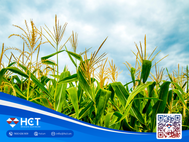 Nông sản 27/05: Lúa mì được hỗ trợ bởi chất lượng mùa vụ thấp, đậu tương và ngô vẫn chịu áp lực từ thời tiết thuận lợi tại Mỹ