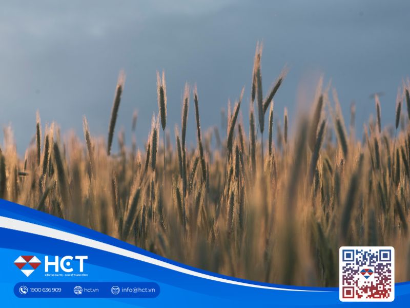 Nông sản 23/04: Xuất khẩu lúa mì Nga tăng mạnh, rủi ro đình công tại Argentina