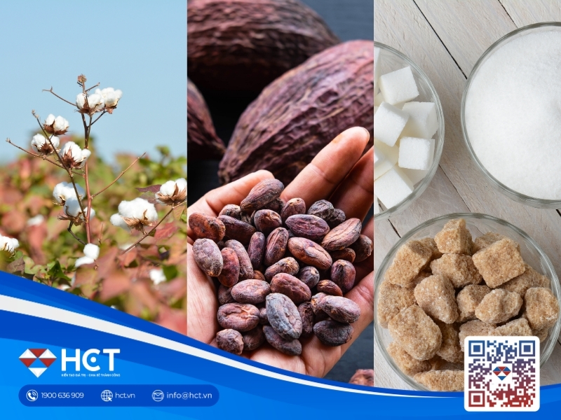 Nguyên liệu 24/4: Cung Đường dư thừa, Bông Mỹ “khát” mưa và tín hiệu tích cực từ Ca cao