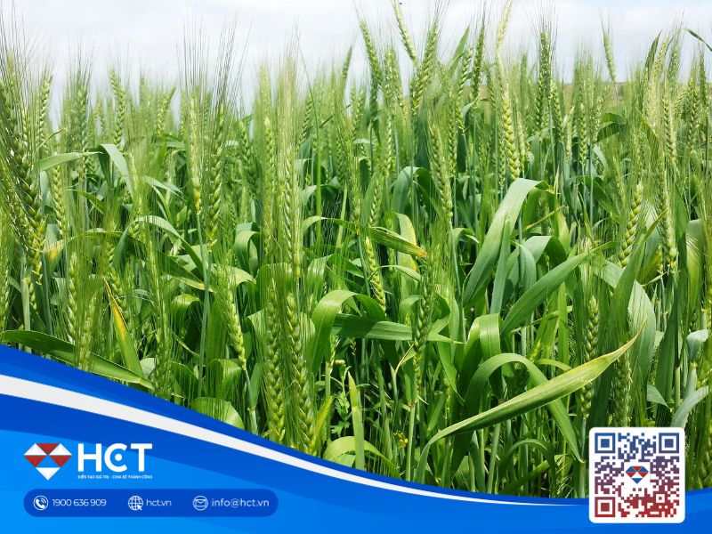 Nông sản 28/04: Ngành ép dầu Mỹ lập đỉnh mới, giá phân bón leo thang do xung đột