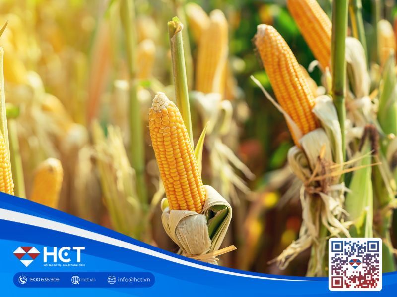 Nông sản 29/04: Giá lúa mì chạm đỉnh 2 năm, biên lợi nhuận ép dầu Mỹ lập kỷ lục mới