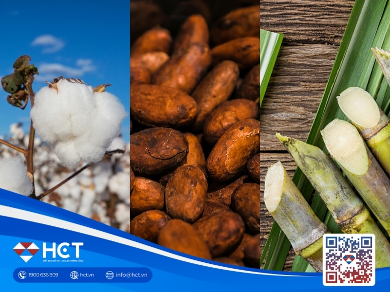 Nguyên liệu 29/4: Nghịch lý sản lượng mía Brazil, kỳ vọng phục hồi nhu cầu Ca cao và Bông