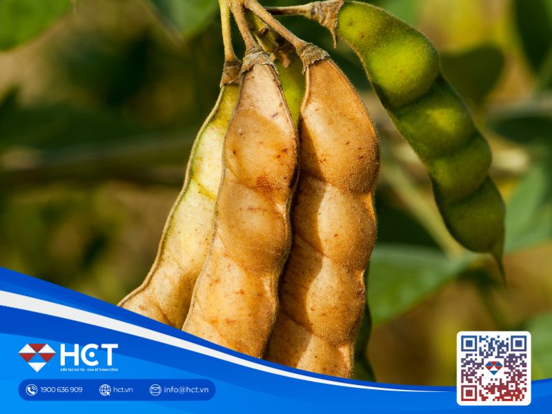 Nông sản 07/05: Lúa mì Mỹ đối mặt rủi ro sương giá, sản lượng ethanol sụt giảm liên tiếp