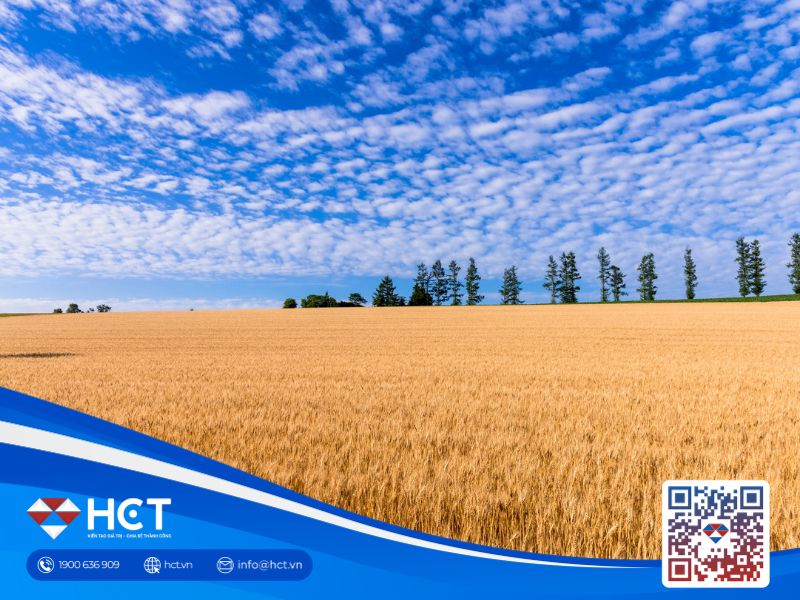 Nông sản 08/05: Giá lúa mì phục hồi giữa căng thẳng địa chính trị, kỳ vọng báo cáo tồn kho ngô giảm
