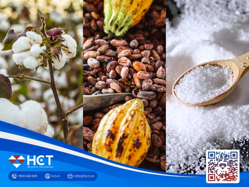 Nguyên liệu 8/5: Mưa giải hạn vành đai Bông Mỹ, Ca cao bứt phá kỹ thuật, cung Đường gia tăng