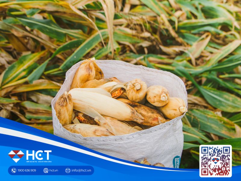 Nông sản 12/05: Lúa mì Mỹ thấp điểm nhất 4 năm, ngô đón đơn hàng lớn từ Mexico và Hàn Quốc