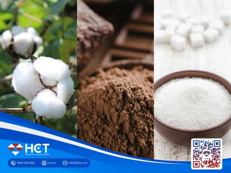 Nguyên liệu 12/5: Sản lượng Bông Mỹ dự báo giảm, lo ngại El Niño thắt chặt cung Đường và Ca cao