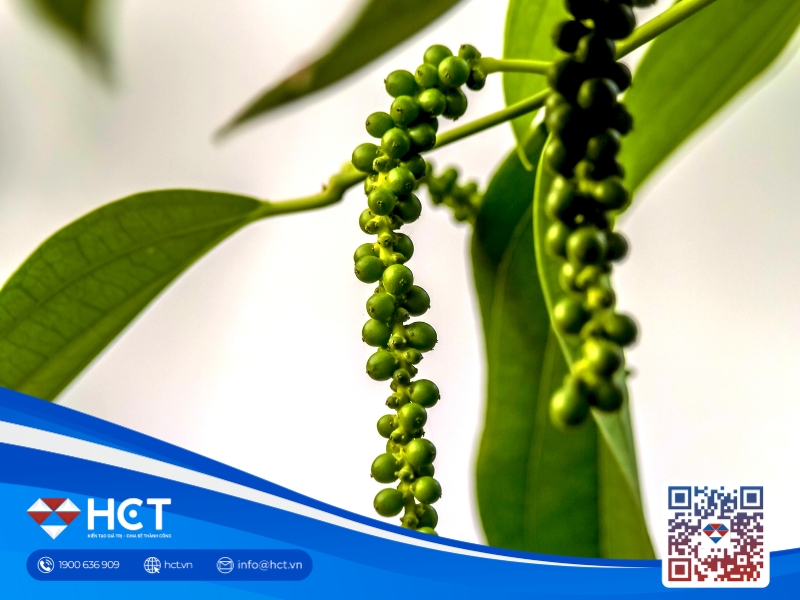 Hồ tiêu 20/5: Thị trường bất động, xuất khẩu nửa đầu tháng đạt 10.830 tấn