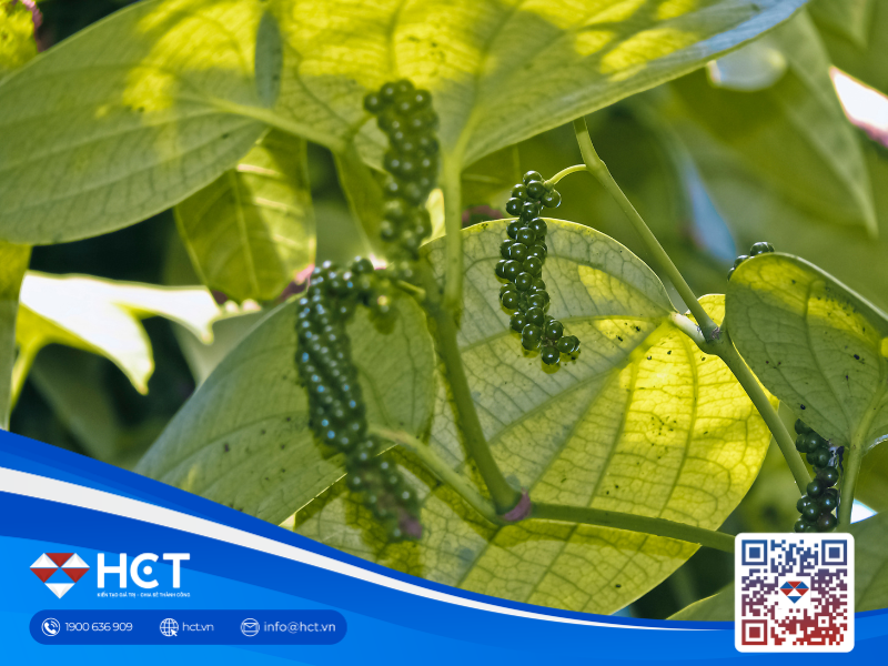 Hồ tiêu 21/5: Thị trường tiếp tục lặng sóng, Thụy Điển đẩy mạnh nhập khẩu