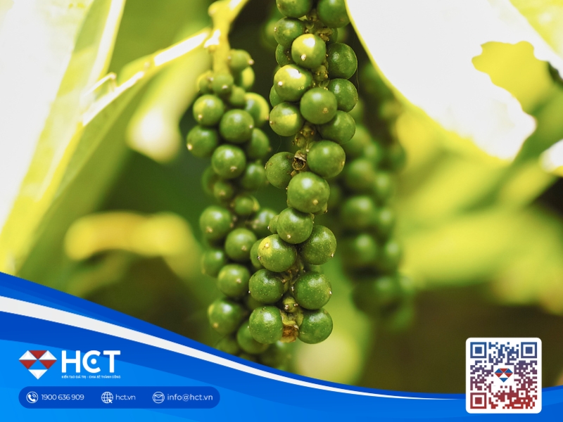 Hồ tiêu 25/5: Giá nội địa lao dốc, xuất khẩu 4 tháng đầu năm vẫn tăng tốc gần 30%