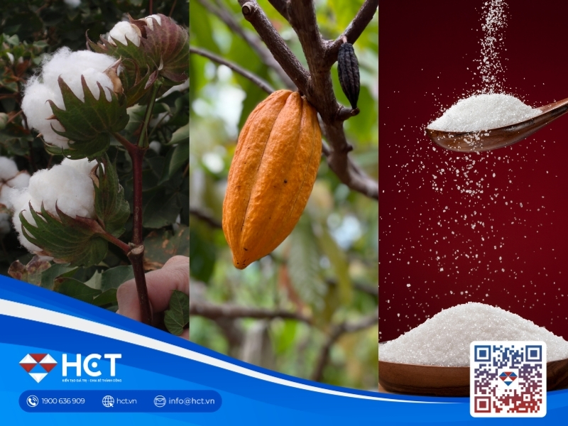 Nguyên liệu 28/5: Tốc độ gieo trồng Bông Mỹ đạt 53%, Đường và Ca cao đối mặt áp lực thừa cung