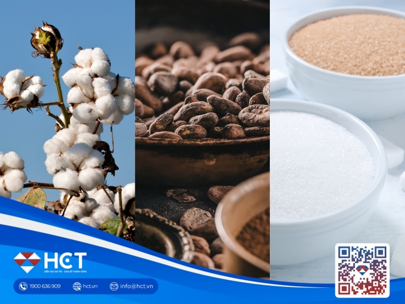 Nguyên liệu 29/5: Bông Mỹ hạ nhiệt, Ca cao trúng mùa giải hạn, các đại gia ngành Đường báo lỗ đậm