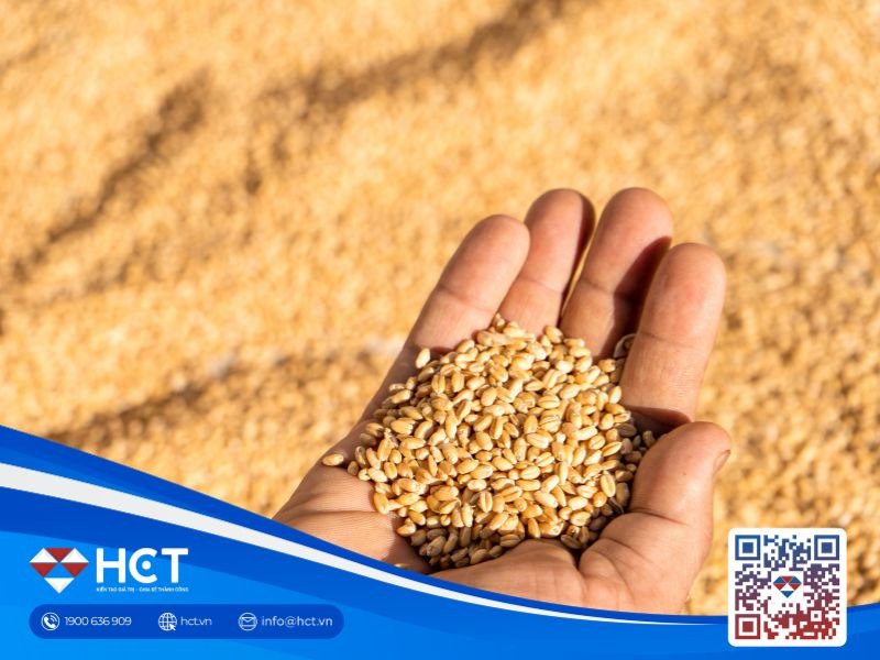 Nông sản 01/06: Triển vọng sản lượng Nga hạ nhiệt giá lúa mì, lo ngại El Niño đe dọa mùa vụ Ấn Độ