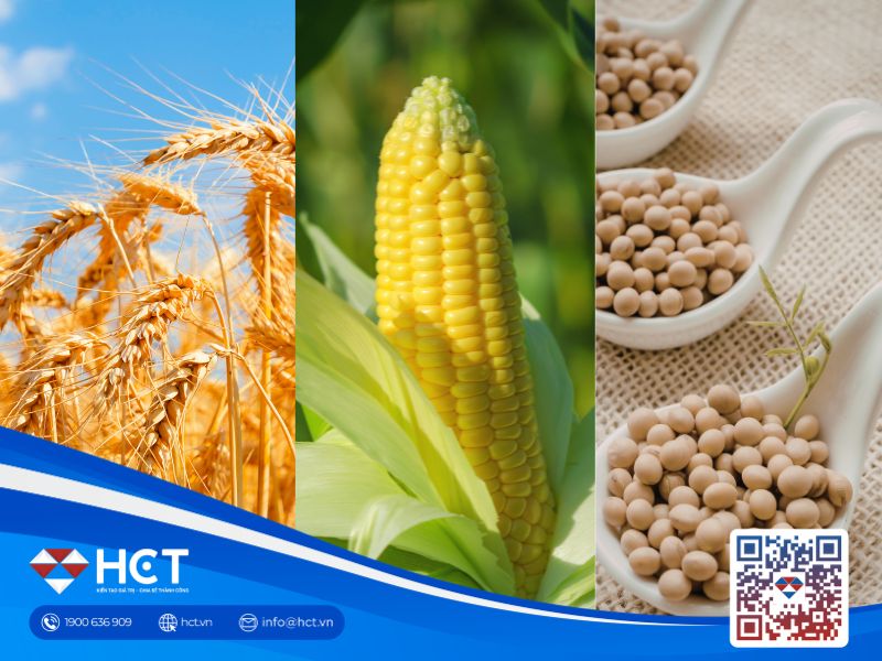Nông sản 03/06: Áp lực thu hoạch đè nặng giá lúa mì, chất lượng ngô Mỹ giảm nhẹ