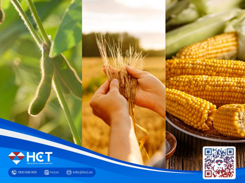 Nông sản 04/06: Áp lực thu hoạch đẩy giá lúa mì đi xuống, ngô và đậu tương đồng loạt giảm