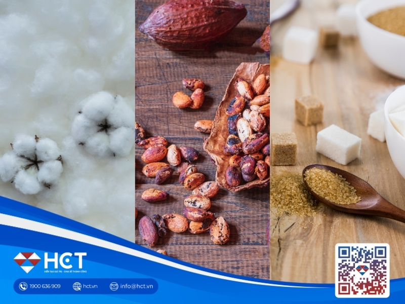 Nguyên liệu 8/6: Bông trúng mưa lớn, Đường báo động đỏ vì El Niño, Ca cao đảo chiều dòng vốn