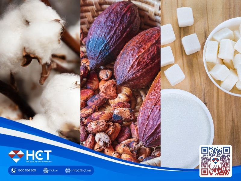 Nguyên liệu 10/6: Bông Mỹ cải thiện chất lượng, Ca cao xả hàng, Đường thô chịu áp lực