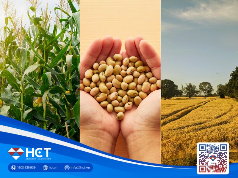 Nông sản 12/06: USDA hạ dự báo sản lượng lúa mì Mỹ, nguồn cung Nam Mỹ đè nặng nhóm hạt có dầu