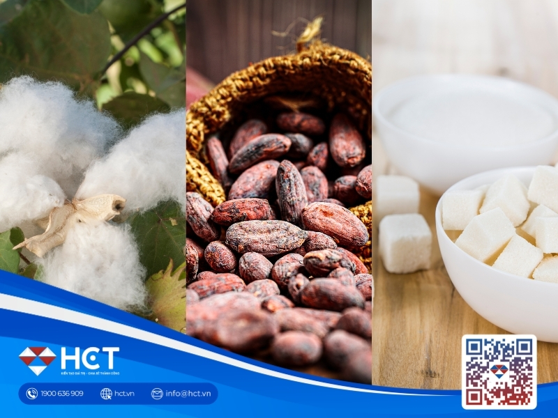 Nguyên liệu 22/6: Bông Mỹ hưởng lợi khi dầu giảm, Ca cao bứt phá, Đường hụt nguồn cung