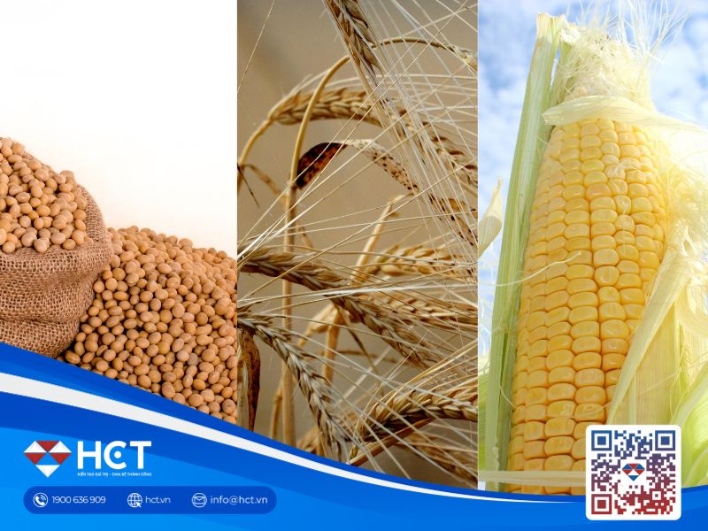 Nông sản 24/06: Tiến độ thu hoạch vượt trội và thời tiết lý tưởng kéo giá ngũ cốc nối dài đà giảm