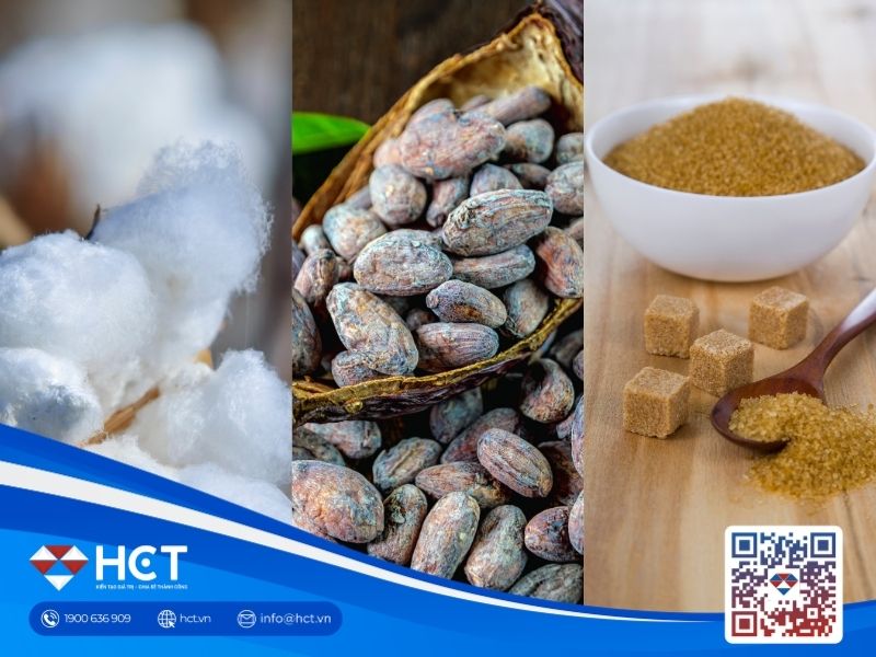 Nguyên liệu 24/6: Bông Mỹ chịu áp lực kép, Ca cao lập đỉnh, Đường ẩn chứa rủi ro cung