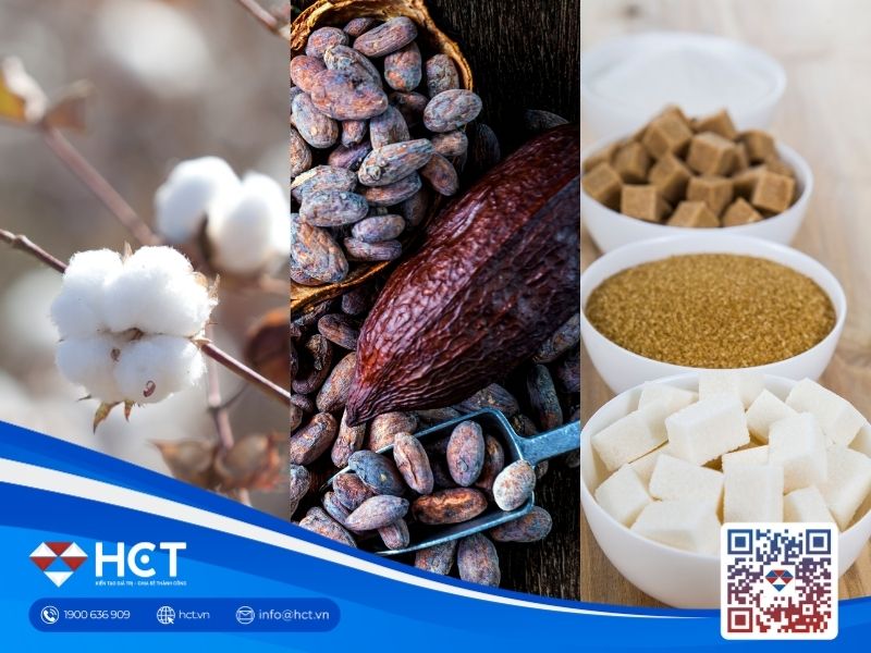 Nguyên liệu 25/6: Bông Mỹ chờ báo cáo USDA, Ca cao leo dốc, Đường thô giằng co