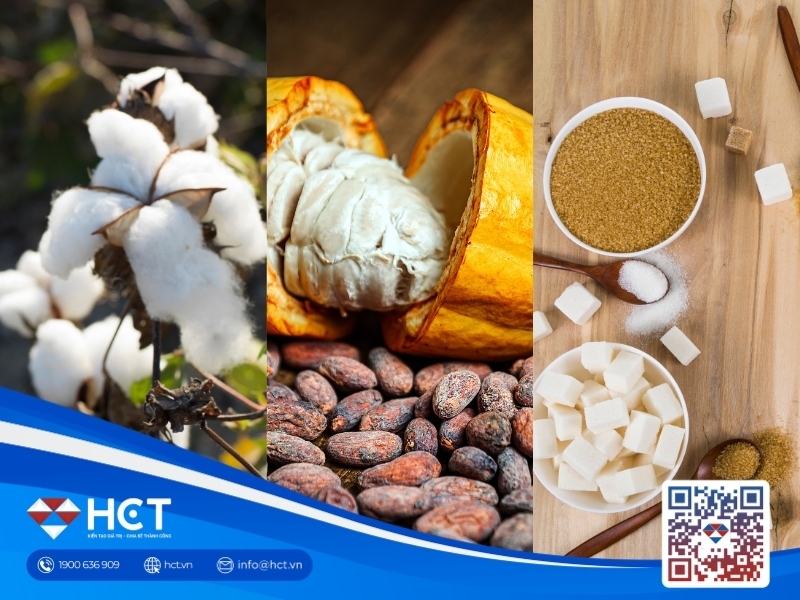 Nguyên liệu 26/6: Bông thu hút lực cầu bắt đáy, Ca cao vụ mới siết cung, Đường thô phân hóa