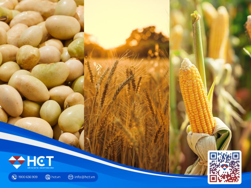 Nông sản 29/06: Thận trọng trước báo cáo USDA, ngô và đậu tương đồng loạt giảm điểm