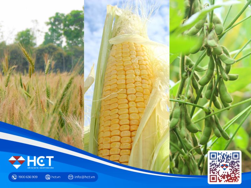 Nông sản 30/06: Giá ngô phục hồi trước thềm báo cáo USDA, lúa mì và đậu tương chịu áp lực