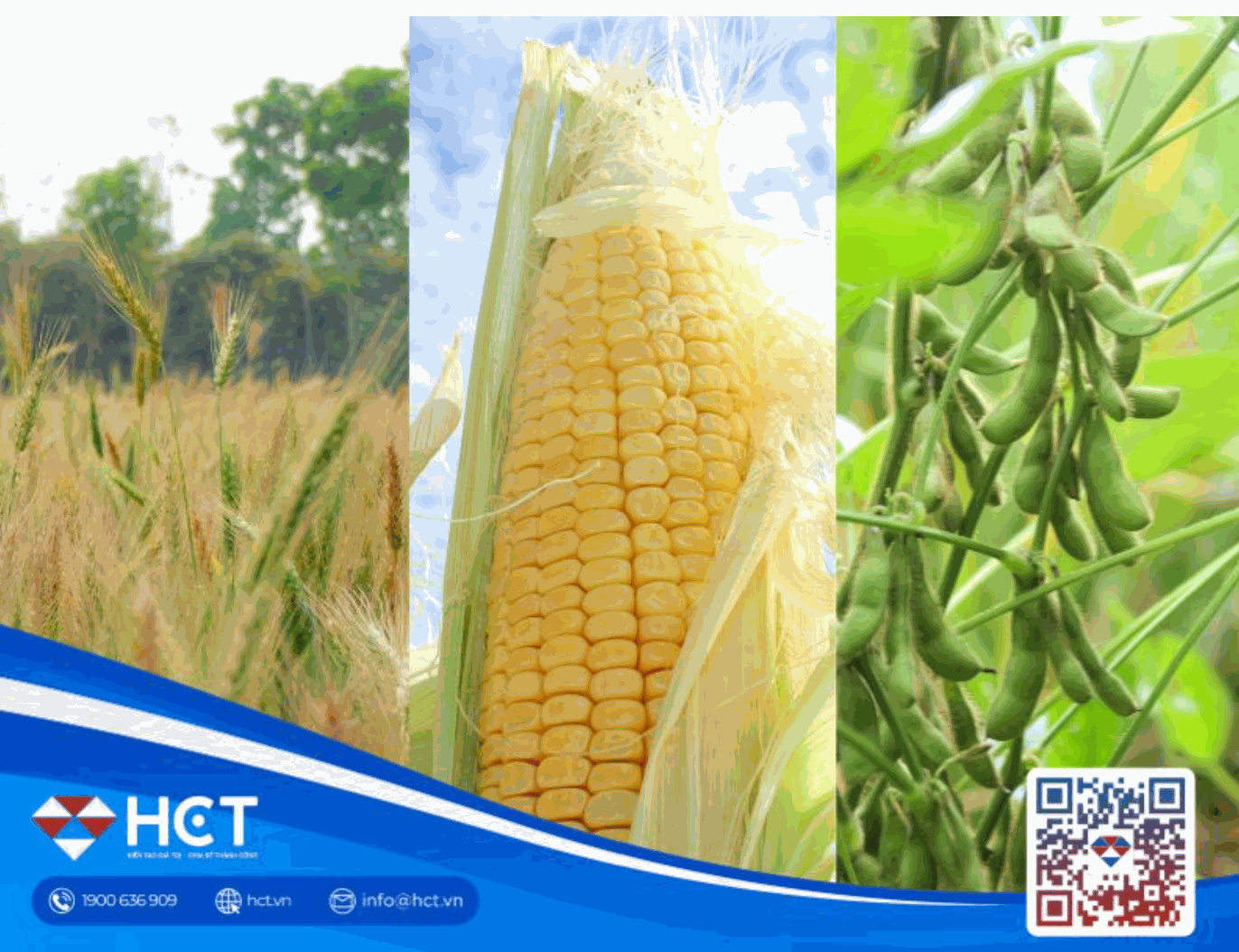 Nông sản 02/07: Giá đậu tương và ngô tăng nhờ kỳ vọng nhu cầu, lúa mì phản ứng với dữ liệu diện tích