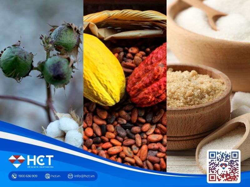 Nguyên liệu 8/7: Chất lượng bông Mỹ giảm sâu, sàn Ca cao và Đường tựa vững vào cung