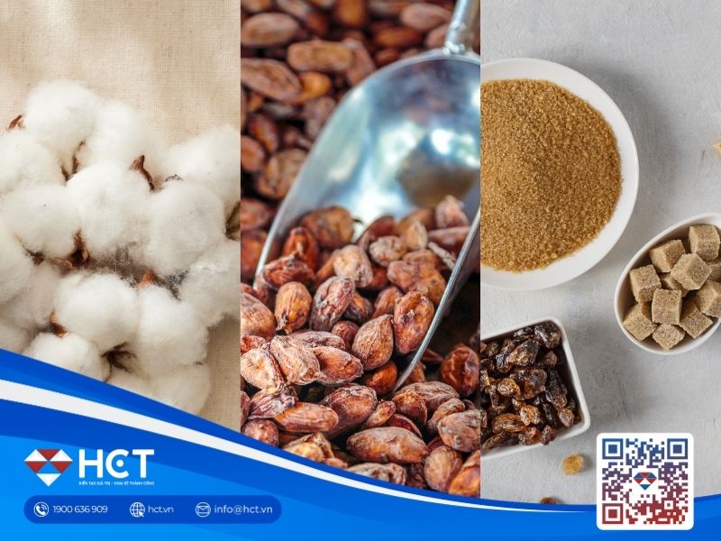 Nguyên liệu 15/7: Trung Quốc xả kho bông, Brazil siết cung Đường, Ca cao đón siêu El Niño