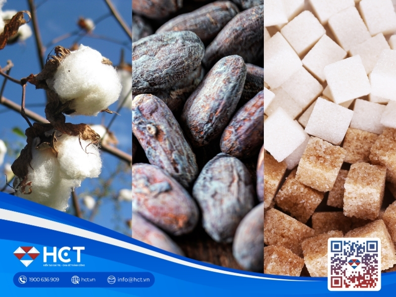 Nguyên liệu 21/7: Chất lượng Bông Mỹ giảm sâu, Ca cao đón siêu El Niño, Đường thô chịu áp lực